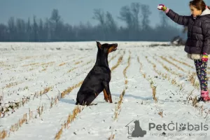 Photos supplémentaires: chiots dobermann à vendre