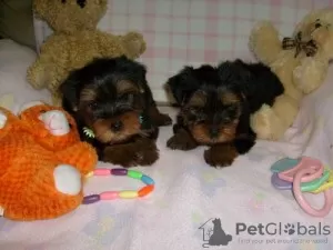 Photo №1. yorkshire terrier - à vendre en ville de Barcelone | 350€ | Annonce №122748