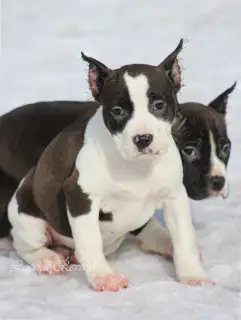 Photos supplémentaires: Chiots Amstaff de ritomnik