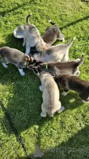 Photo №2 de l'annonce № 130287 de la vente husky de sibérie - acheter à Allemagne annonce privée