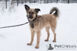 Photo №1. chien bâtard - à vendre en ville de Москва | Gratuit | Annonce №29925