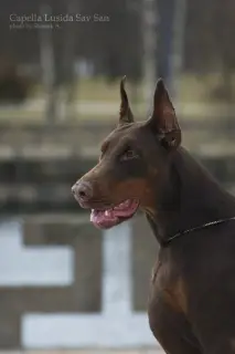 Photos supplémentaires: Chiots Doberman