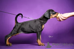 Photo №3. Chiots Dobermann. Serbie