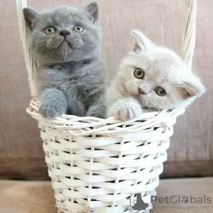 Photo №1. british shorthair - à vendre en ville de Birlenbach | 450€ | Annonce № 83089