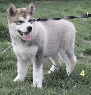 Photo №4. Je vais vendre malamute de l'alaska en ville de Częstochowa. éleveur - prix - 331€