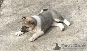 Photos supplémentaires: Chiots croisés Laika de Sibérie occidentale