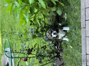 Photo №3. Chiots d'élite de parents titrés. Fédération de Russie