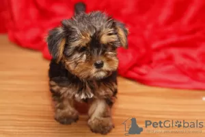 Photo №1. yorkshire terrier - à vendre en ville de Tucson | 402€ | Annonce №48694