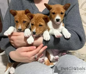 Photo №2 de l'annonce № 94208 de la vente basenji - acheter à Biélorussie éleveur