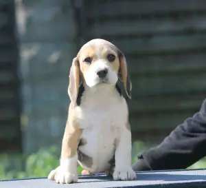 Photo №3. Une fille intéressante. Beagle. Biélorussie