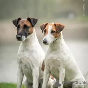 Photo №1. fox-terrier à poil lisse - à vendre en ville de Kiev | négocié | Annonce №16731