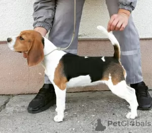 Photo №2 de l'annonce № 122566 de la vente beagle - acheter à Serbie annonce privée