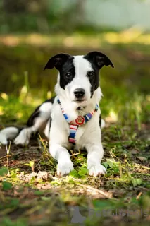 Photos supplémentaires: Le magnifique chiot Darell est entre de bonnes mains.