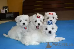 Photo №1. bichon maltais - à vendre en ville de Oklahoma City | 473€ | Annonce №37536