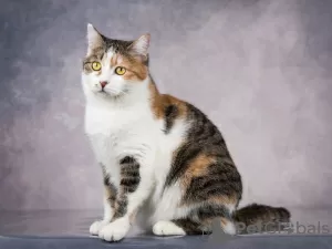 Photos supplémentaires: La douce minette Sylvia cherche un foyer