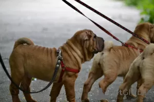 Photo №3. Chiot Shar Pei brutal. Fédération de Russie