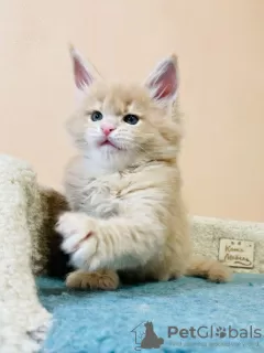 Photos supplémentaires: Chatons Maine coon en bonne santé, mignons, adorables et socialisés disponibles