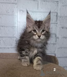 Photo №1. maine coon - à vendre en ville de Yaroslavl | Gratuit | Annonce № 35865