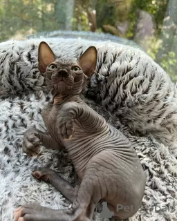 Photo №1. sphynx - à vendre en ville de Miami | 473€ | Annonce № 93333