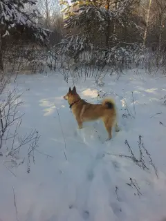 Photos supplémentaires: Je vais vendre des chiots du husky de Sibérie occidentale de parents qui