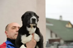 Photos supplémentaires: Chiots de berger d'Asie centrale