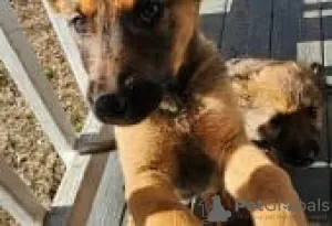 Photo №1. malinois - à vendre en ville de Berlin | Gratuit | Annonce №126900