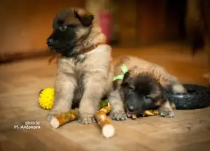 Photo №3. Chiots du chien de berger belge Tervuren., Moscou. Fédération de Russie