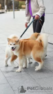 Photo №3. Chiots Akita Inu. Biélorussie