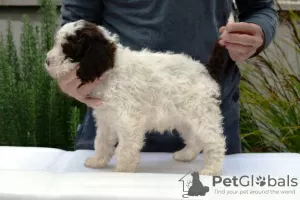 Photo №3. Lagotto Romagnolo, chiots mâles. Serbie