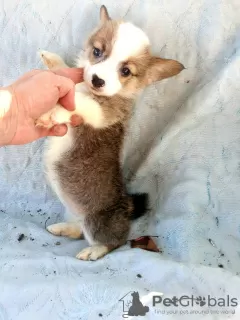 Photo №2 de l'annonce № 9799 de la vente welsh corgi - acheter à Biélorussie de la fourrière, éleveur