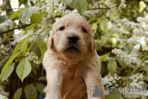 Photos supplémentaires: chiots golden retriever