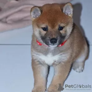 Photo №3. Chiots Shiba Inu de race pure. Allemagne