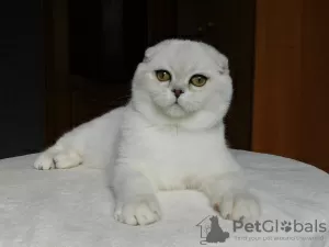 Photo №3. scottish fold boy silver chinchilla. Ukraine