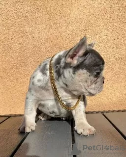 Photo №1. bouledogue - à vendre en ville de Derby | 265€ | Annonce №123219