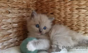 Photo №4. Je vais vendre ragdoll en ville de Hawaiian Paradise Park.  - prix - 331€