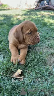 Photos supplémentaires: Chiots Dogue de Bordeaux