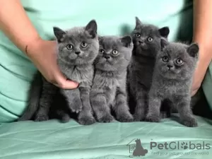 Photo №1. british shorthair - à vendre en ville de Frankfurt | négocié | Annonce № 32036