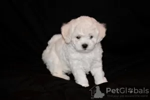 Photo №2 de l'annonce № 48014 de la vente bichon à poil frisé - acheter à Biélorussie de la fourrière