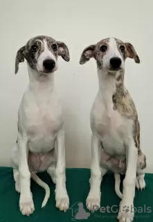 Photo №1. lévrier whippet - à vendre en ville de Moore | 493€ | Annonce №36621