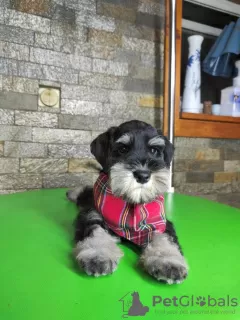 Photos supplémentaires: Schnauzer nain BEAUX chiots