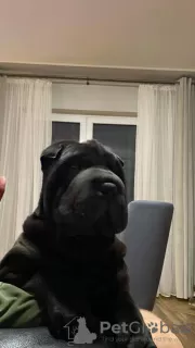 Photo №1. shar pei - à vendre en ville de Garwolin | 1000€ | Annonce №32286