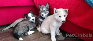 Photo №1. husky de sibérie - à vendre en ville de Engels | négocié | Annonce №96750