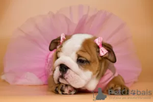 Photo №3. Chiots bulldog anglais. Ukraine