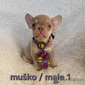 Photo №1. bouledogue - à vendre en ville de Trstenik | négocié | Annonce №128407