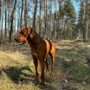 Photos supplémentaires: Puppy - descendant de la plus ancienne ferme d'élevage du monde