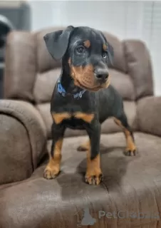 Photo №1. dobermann - à vendre en ville de Port Macquarie | Gratuit | Annonce №50391