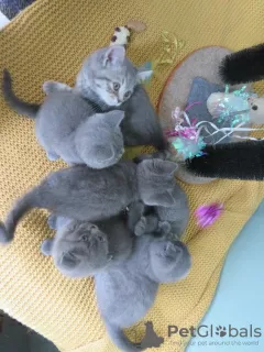 Photo №3. Superbes chatons Scottish Fold & Straight!. Turquie