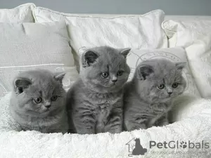 Photo №1. british shorthair - à vendre en ville de Wrocław | Gratuit | Annonce № 105502