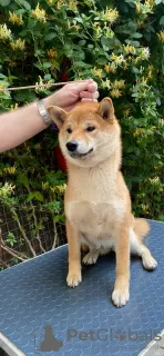 Photo №1. shiba - à vendre en ville de Гулькевичи | négocié | Annonce №105697