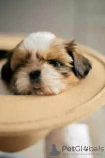 Photo №3. Vente de chiots Shih Tzu.. Ukraine